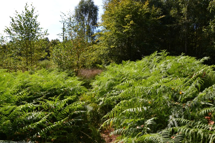 Les Mardelles de Prémery Nièvre Passion