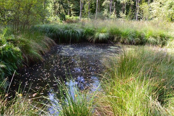 Les Mardelles de Prémery