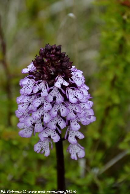 La Butte Aux Orchidées