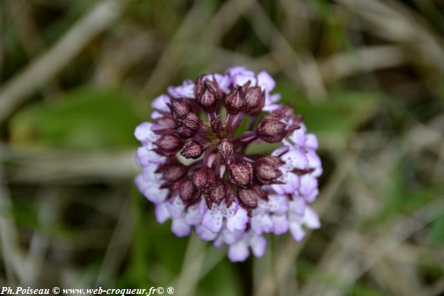 La Butte Aux Orchidées