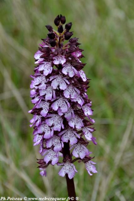 La Butte Aux Orchidées