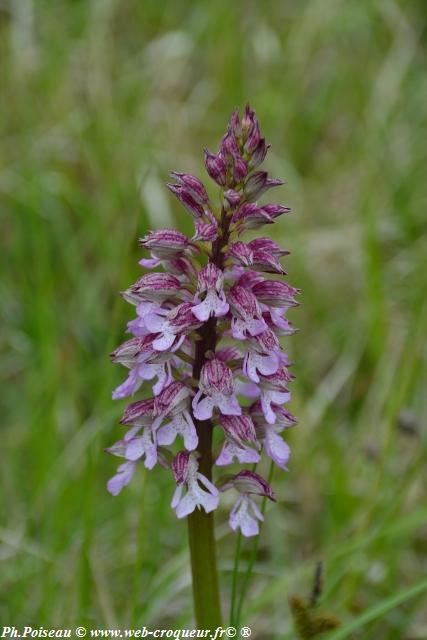 La Butte Aux Orchidées