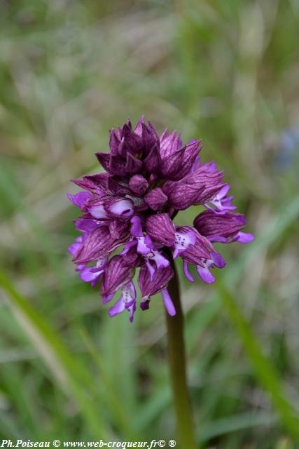 La Butte Aux Orchidées