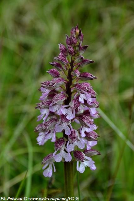 La Butte Aux Orchidées