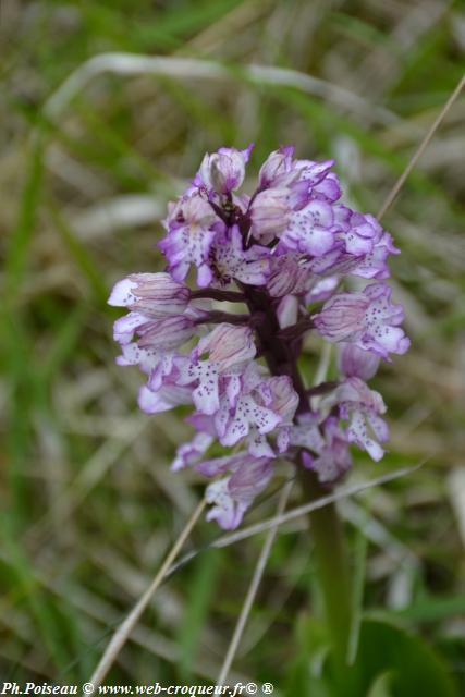 La Butte Aux Orchidées