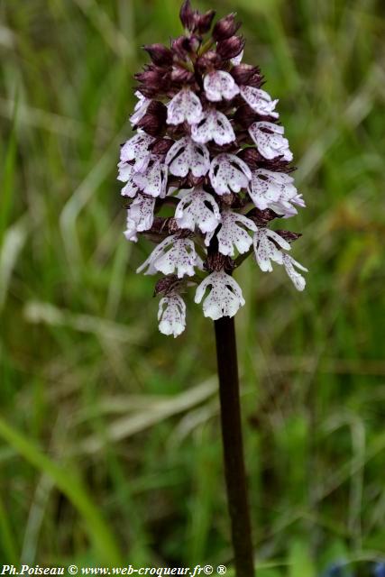 La Butte Aux Orchidées