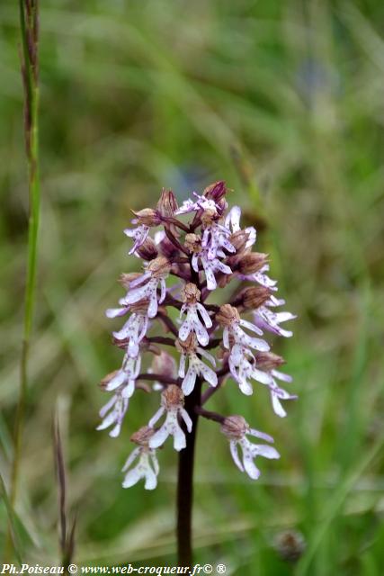 La Butte Aux Orchidées