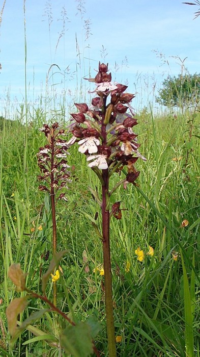 La Butte Aux Orchidées