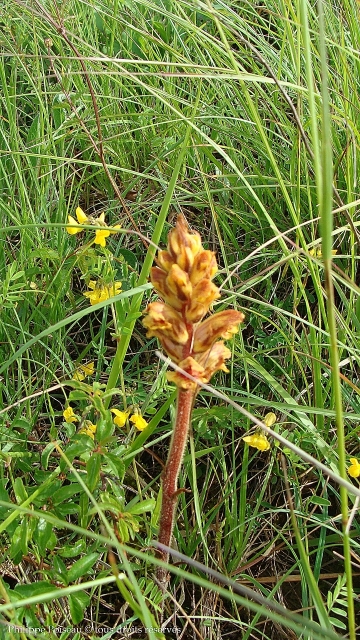 La Butte Aux Orchidées