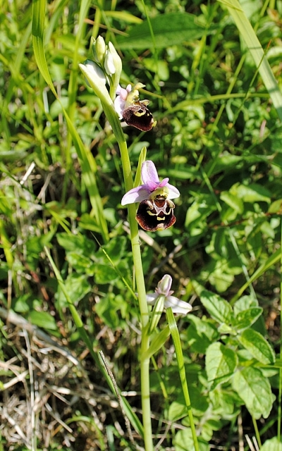 La Butte Aux Orchidées