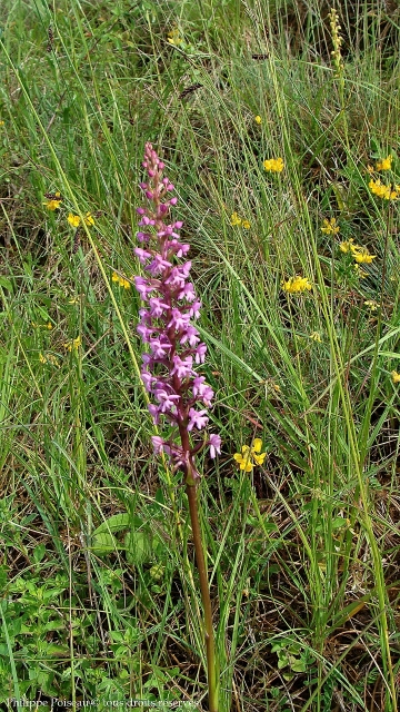 La Butte Aux Orchidées