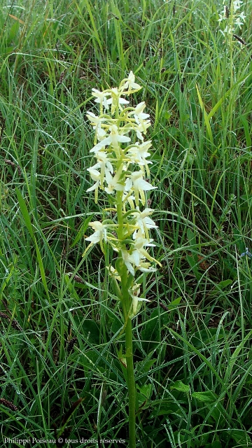 La Butte Aux Orchidées