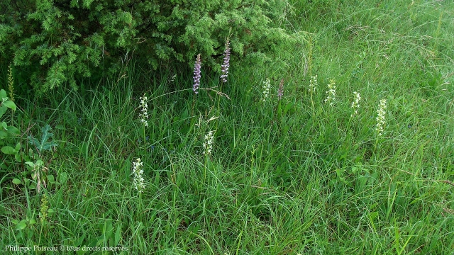 La Butte Aux Orchidées