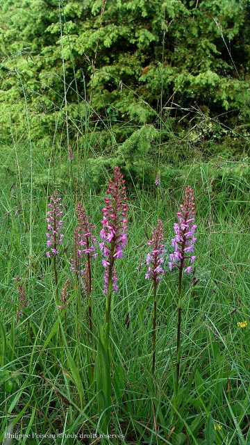 La Butte Aux Orchidées