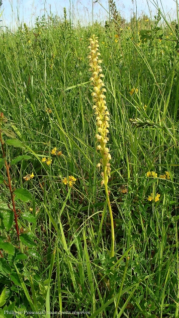 La Butte Aux Orchidées