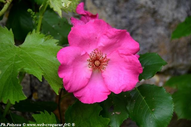 Château de Corbelin les Jardins Nièvre Passion