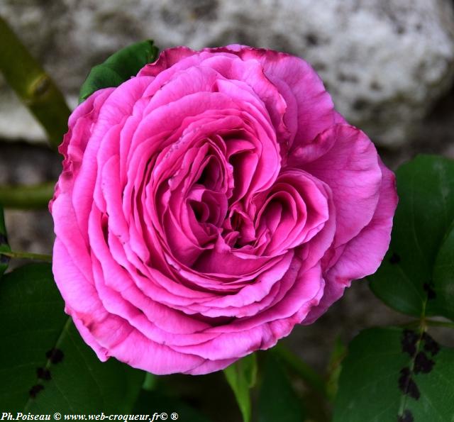 Château de Corbelin les Jardins Nièvre Passion