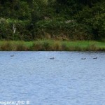 Étang du Goulot de Lormes un plan d’eau Morvan