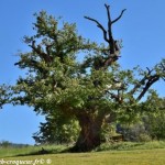 Le Châtaignier des Bellieux un patrimoine  de la Drôme