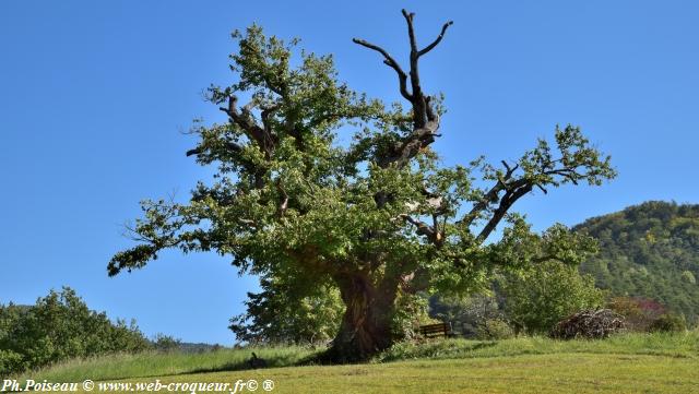 Le Châtaignier des Bellieux