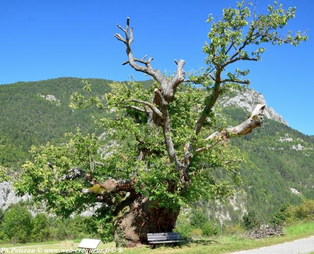 Le Châtaignier des Bellieux