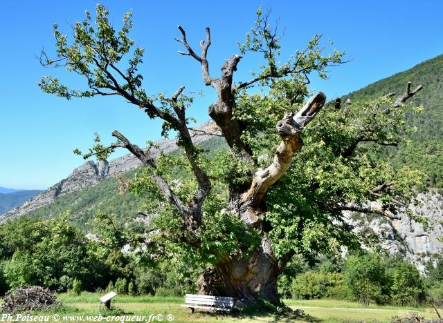 Le Châtaignier des Bellieux