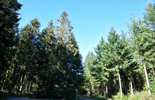 Forêt