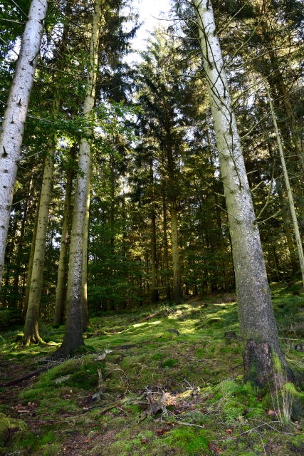 Forêt