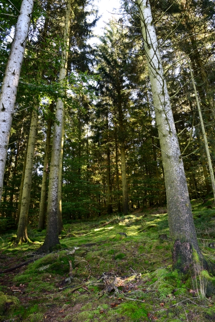 Le Haut Folin Nièvre Passion