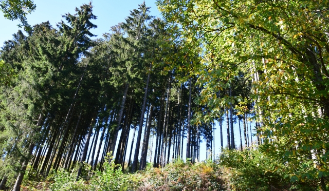 Forêt
