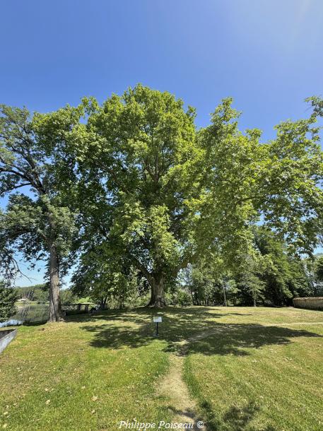 Le Platane Baudaud de Guérigny un beau patrimoine