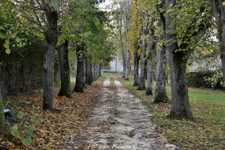 allée d'arbre