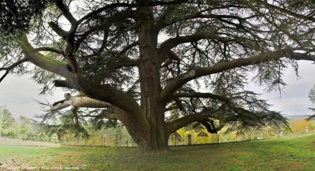 Cèdre du Château de La Rocherie un arbre remarquable