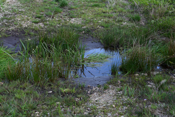 La Tourbière du Morvan