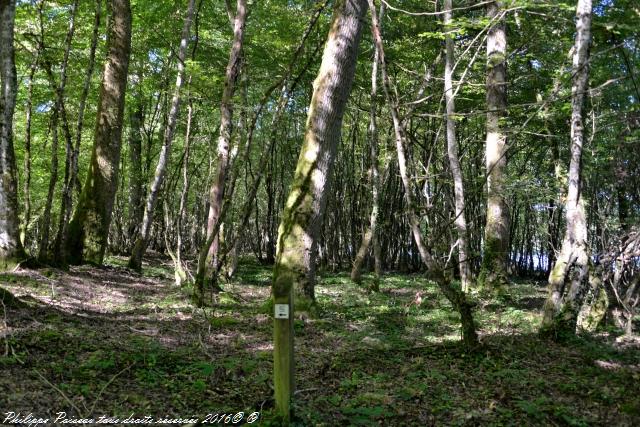 Étangs de Baye et Vaux sentier martin pêcheur