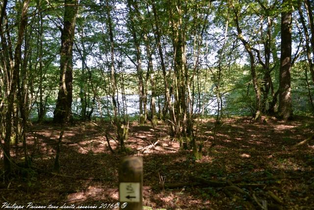 Étangs de Baye et Vaux sentier martin pêcheur