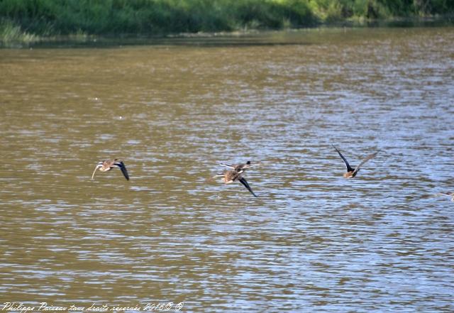 Étangs de Baye et Vaux sentier martin pêcheur