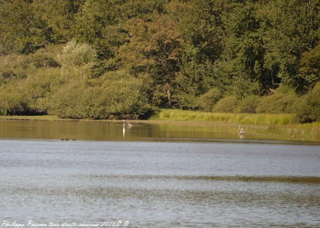 Étangs de Baye et Vaux sentier martin pêcheur