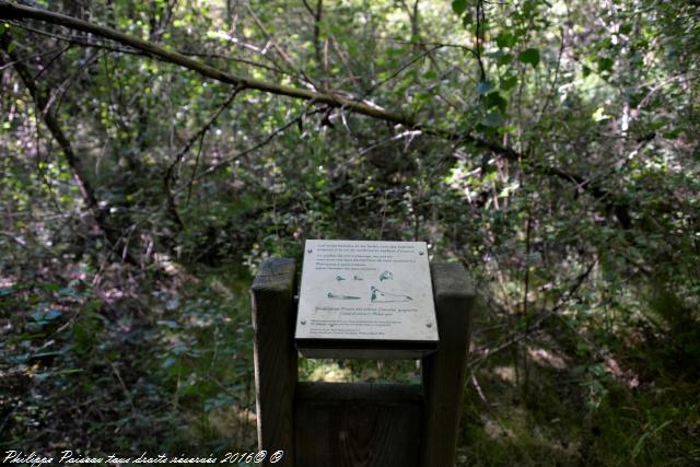 Étangs de Baye et Vaux sentier martin pêcheur