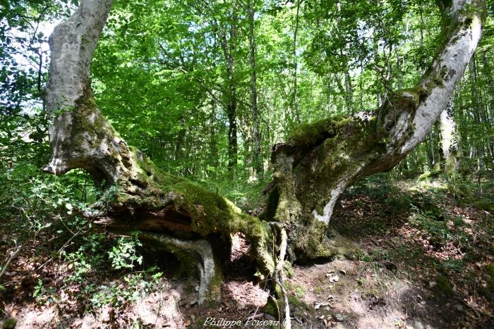 Le plessage du Nivernais