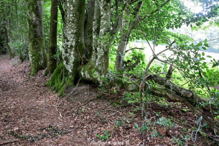 Le plessage du Nivernais un beau patrimoine.