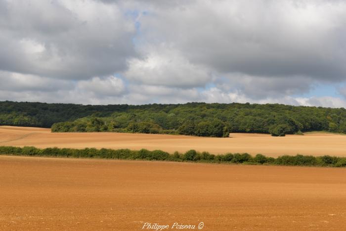 Le plessage du Nivernais