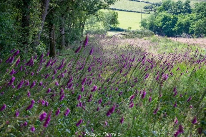 La Digitale dans le Nivernais un beau patrimoine naturel.