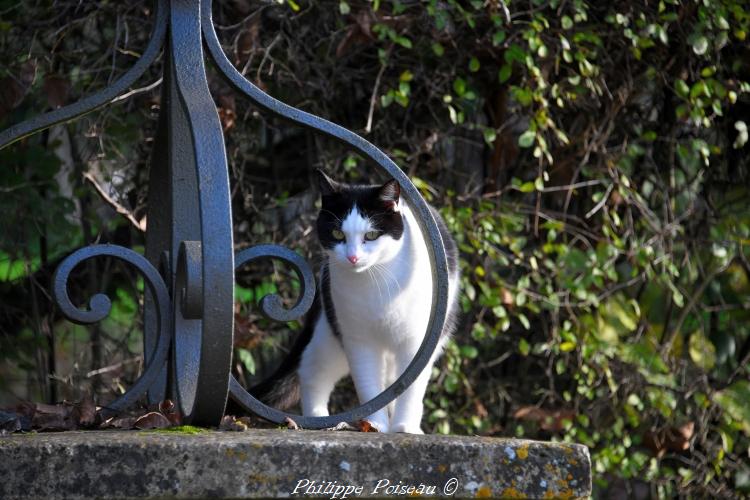 chat