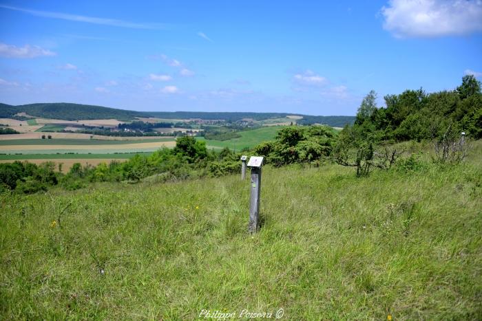 La Butte aux Orchidées un beau patrimoine naturel