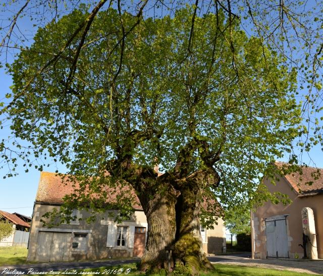 Tilleul de Sully un Arbre remarquable