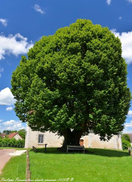 Le Tilleul de la Grande Brosse un Arbre de Sully