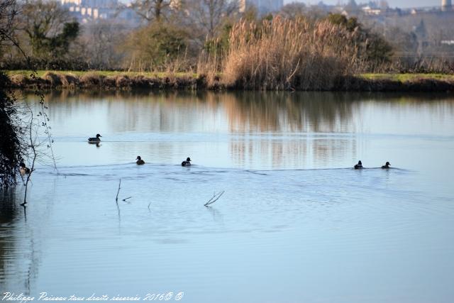 etang de grangebault