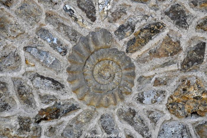 Ammonites