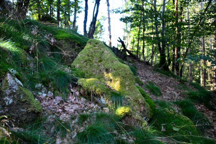 Menhir du "Fou de Verdun"